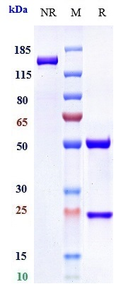 Anti-IL-6/IFNb2 Reference Antibody (Merck patent anti-IL-6) on SDS-PAGE under reducing (R) condition