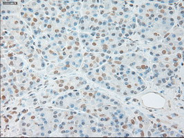 m00102 3 anti il6 mouse monoclonal antibody clone id oti3g9 ihc testing 6