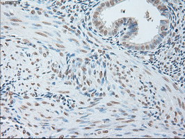 m00102 3 anti il6 mouse monoclonal antibody clone id oti3g9 ihc testing 9