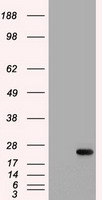 m00102 3 anti il6 mouse monoclonal antibody clone id oti3g9 wb testing 1