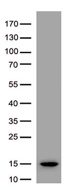 m00102 3 anti il6 mouse monoclonal antibody clone id oti3g9 wb testing 2
