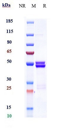 Anti-IL-6/IFNb2 Reference Antibody (MEDI 5117) on SDS-PAGE under reducing (R) condition