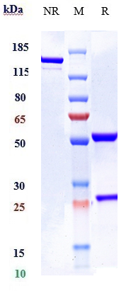 Anti-IL-6/IFNb2 Reference Antibody (elsilimomab) on SDS-PAGE under reducing (R) condition