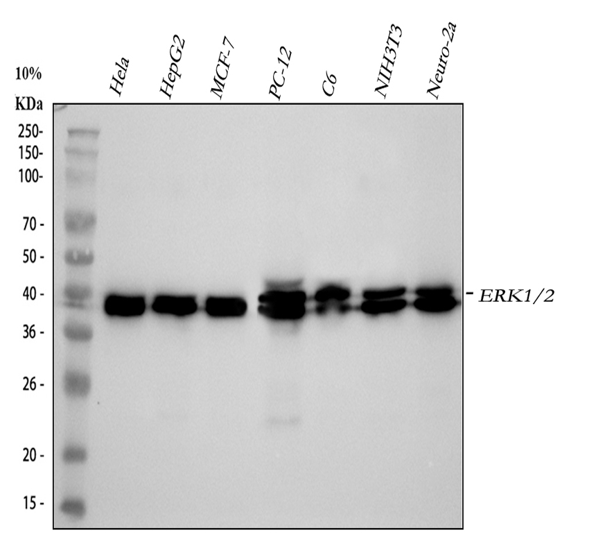 m00104 1 erk1 2 primary antibodies wb testing 1