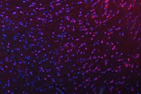 m00104 1 erk12 primary antibodies if testing 15