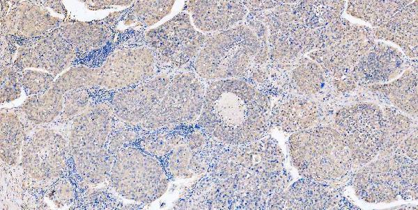 m00104 1 erk12 primary antibodies ihc testing 10