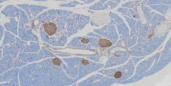 m00104 1 erk12 primary antibodies ihc testing 6