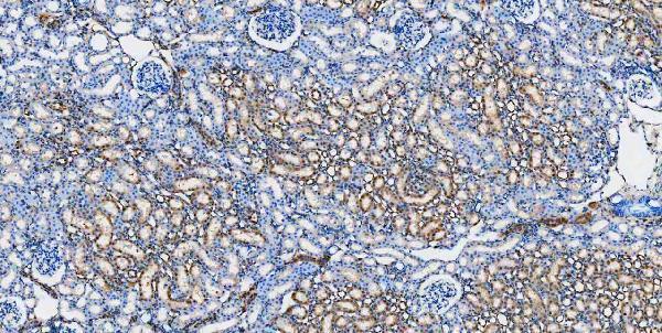 m00104 1 erk12 primary antibodies ihc testing 7