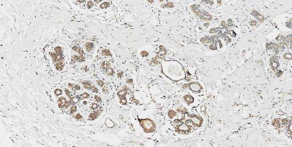 m00104 1 erk12 primary antibodies ihc testing 8