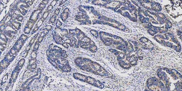 m00104 1 erk12 primary antibodies ihc testing 9