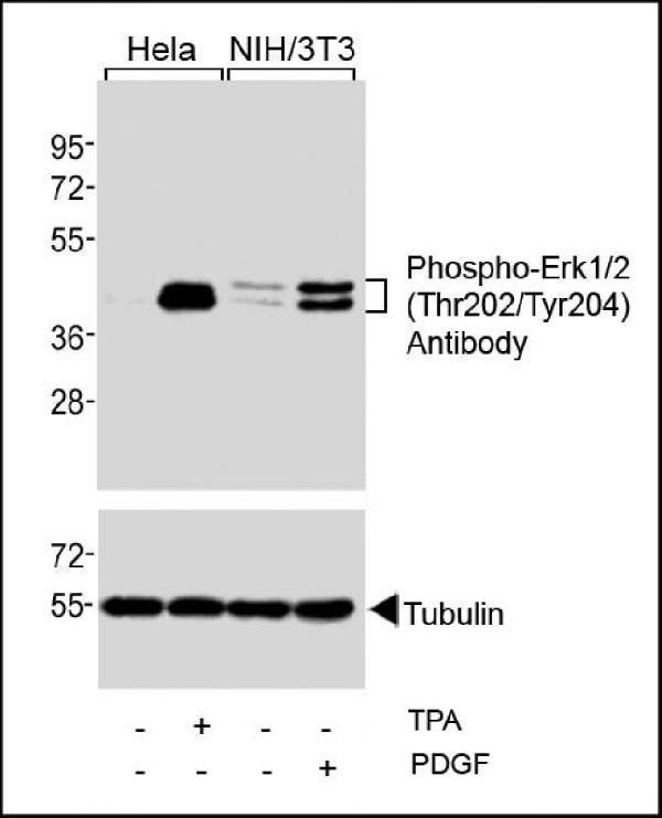 Western blot analysis of extracts from Hela cells, untreated or treated with TPA (200nM), and NIH/3T3 cells, untreated or treated with PDGF (100ng/ml), using Phospho-Erk1/2 (Thr202/Tyr204) Antibody (upper) or Tubulin (lower)