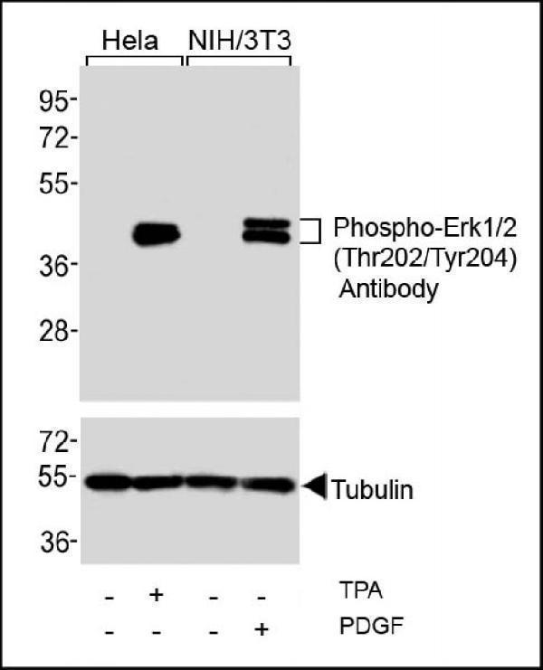 Western blot analysis of extracts from Hela cells, untreated or treated with TPA (200nM), and NIH/3T3 cells, untreated or treated with PDGF (100ng/ml), using Phospho-Erk1/2(Thr202/Tyr204) Antibody (upper) or Tubulin (lower)