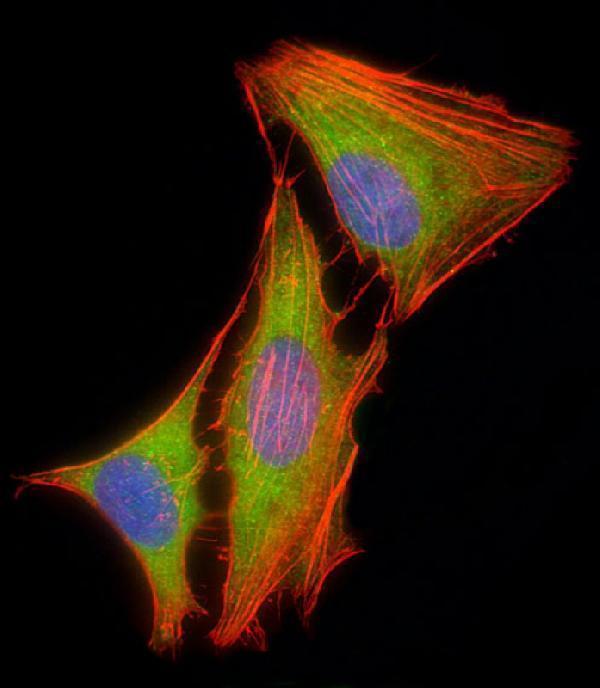 m00104 4 anti mapk3 1 antibody center if testing 1