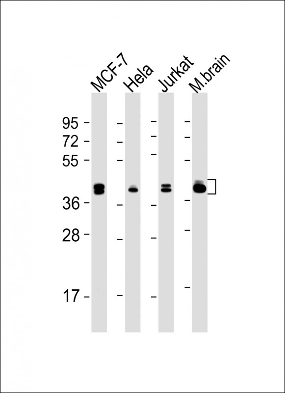 m00104 4 anti mapk3 1 antibody center wb testing 2