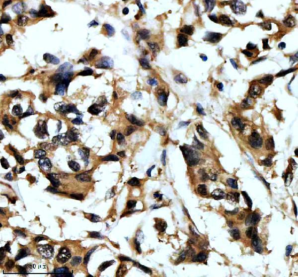 IHC analysis of ERK1 using anti-ERK1 antibody (M00104)