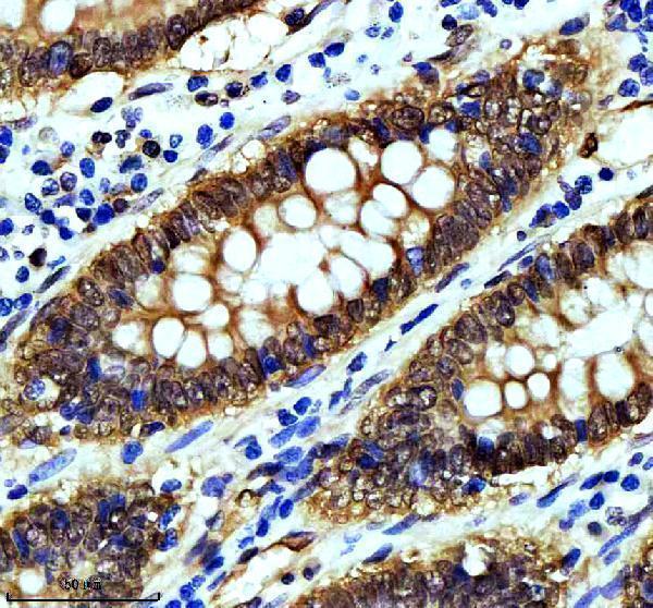 m00104 erk1 primary antibodies ihc testing 3