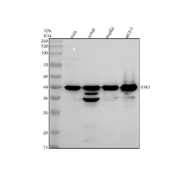Western blot analysis of ERK1 using anti-ERK1 antibody (M00104)