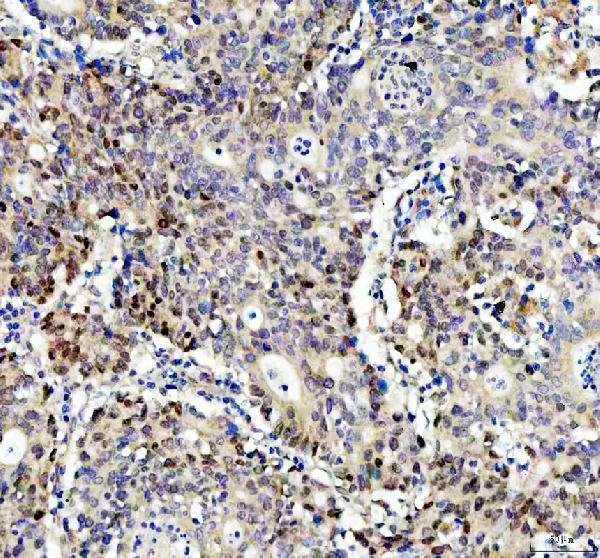 m00105 1 flot1 primary antibodies ihc testing 1_1