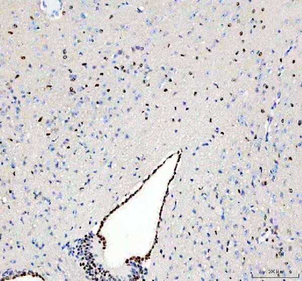 m00105 1 flot1 primary antibodies ihc testing 6