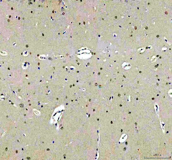 m00105 1 flot1 primary antibodies ihc testing 7