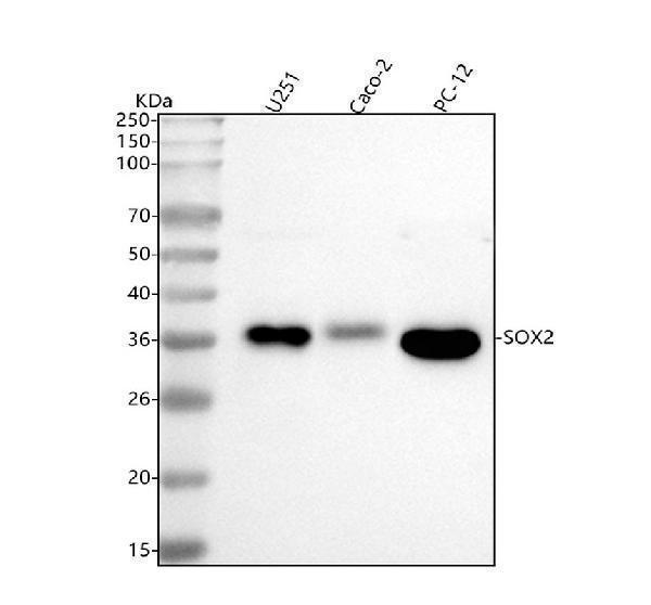 m00105 1 flot1 primary antibodies wb testing 1
