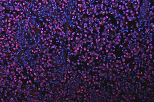 m00105 1 sox2 primary antibodies if testing 7