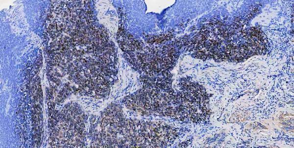 m00105 1 sox2 primary antibodies ihc testing 2