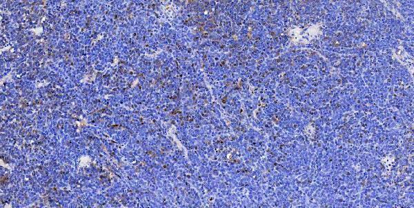 m00105 1 sox2 primary antibodies ihc testing 3
