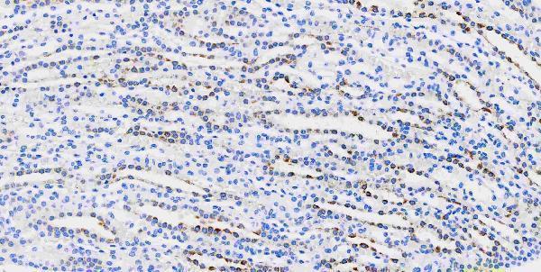 m00105 1 sox2 primary antibodies ihc testing 4