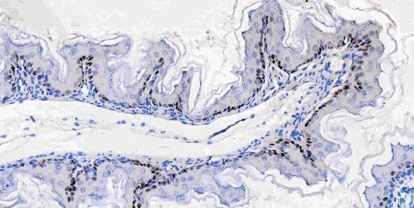 m00105 1 sox2 primary antibodies ihc testing 5