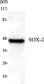 Western Blot analysis using SOX-2 Monoclonal Antibody against Mouse F9 cell lysate