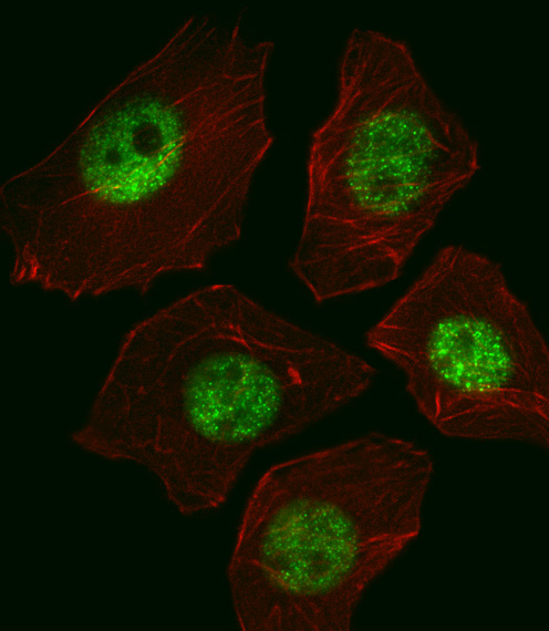 m00105 3 anti sox2 antibody  if testing 2