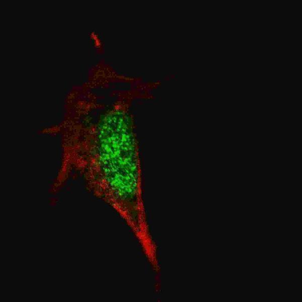 m00105 3 anti sox2 antibody if testing 1