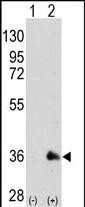 m00105 3 anti sox2 antibody wb testing 3