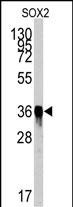 m00105 3 anti sox2 antibody wb testing 4