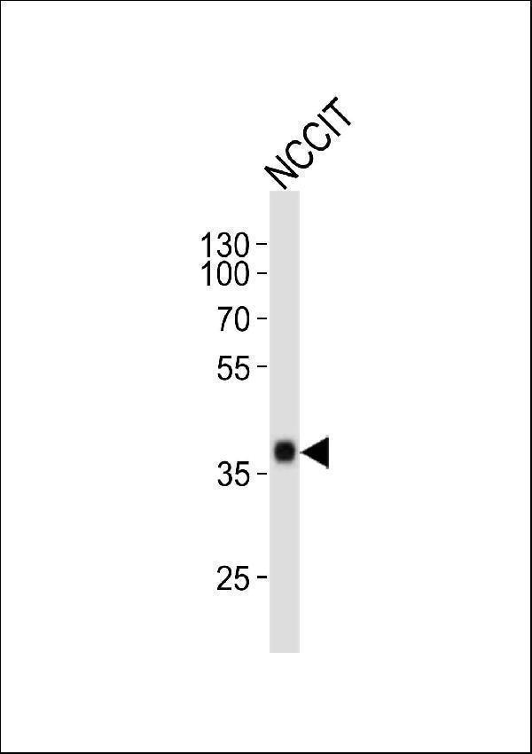 m00105 3 anti sox2 antibody wb testing 5