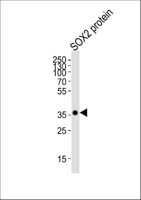 m00105 3 anti sox2 antibody wb testing 6