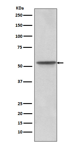 Western blot analysis of Src expression in U87-MG cell lysate