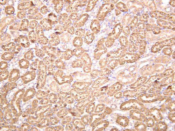 Mouse kidney was stained with anti-Src rabbit antibody