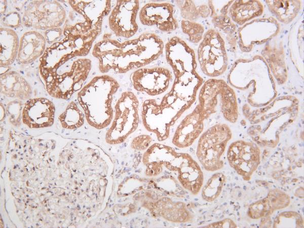 Human kidney was stained with anti-Src rabbit antibody