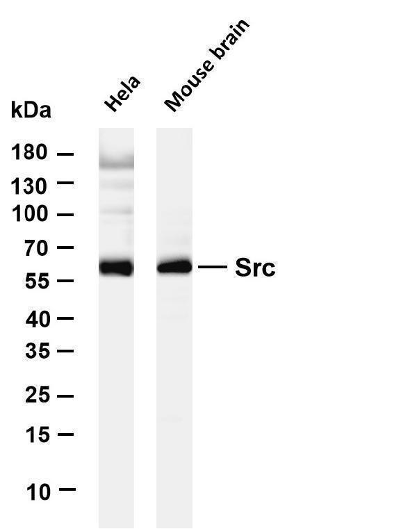 Various whole cell lysates were separated by 4-20% SDS-PAGE, and the membrane was blotted with anti-Src antibody