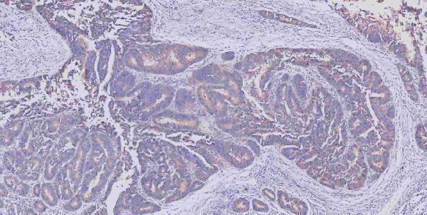 m00107 src primary antibodies ihc testing 2