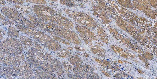 m00107 src primary antibodies ihc testing 3