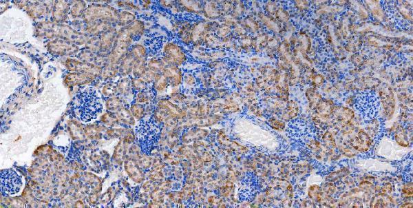m00107 src primary antibodies ihc testing 4
