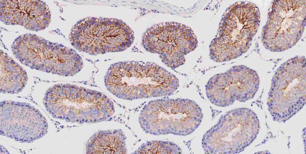 m00107 src primary antibodies ihc testing 5