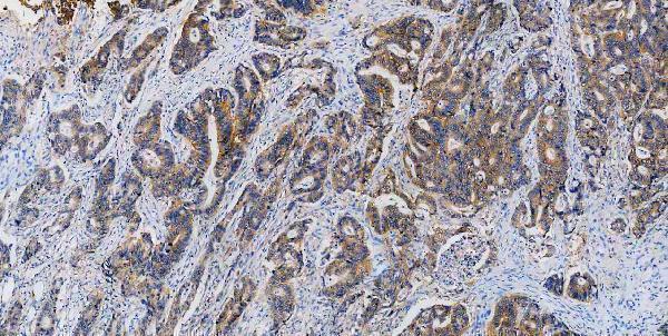 m00107 src primary antibodies ihc testing 6