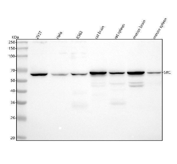 m00107 src primary antibodies wb testing 1
