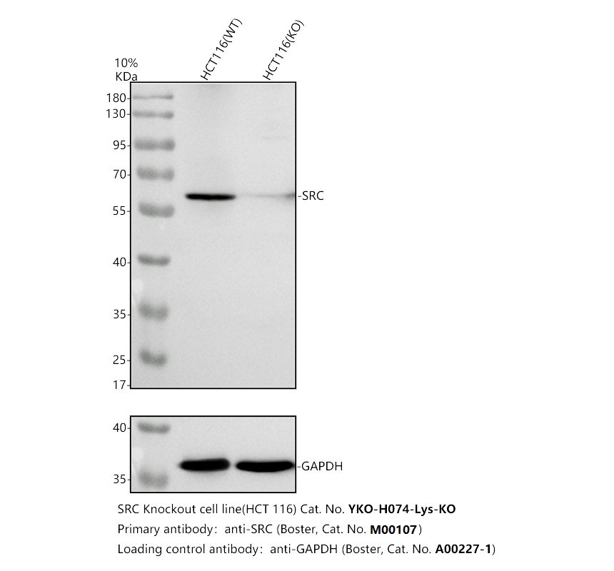 m00107 src primary antibodies wb testing 2