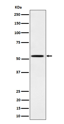 Western blot analysis of Phospho-Src (Y529) expression in A431 cell treated with EGF lysate