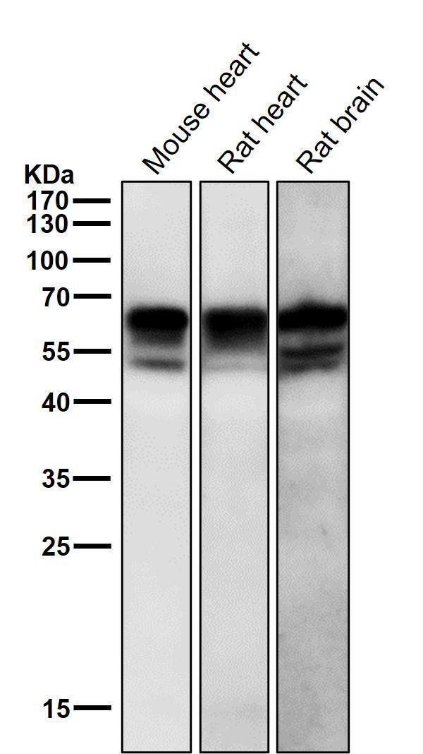 All lanes use the Antibody at 1:3K dilution for 1 hour at room temperature